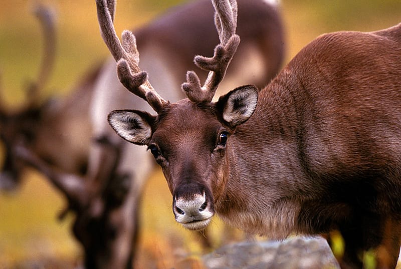 Alaska 3
